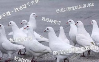 恶搞鸽子的视频，恶搞鸽子的视频大全