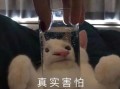 可爱沙雕打招呼文案图片，可爱沙雕打招呼文案图片大全