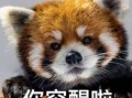食堂沙雕文案，食堂沙雕文案短句