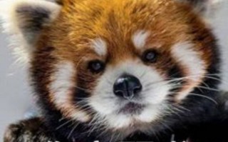 食堂沙雕文案，食堂沙雕文案短句