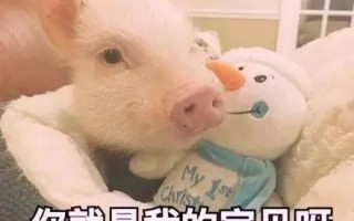 猪猪合照文案沙雕，猪猪合照图片