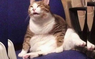 晒猫文案沙雕搞笑，晒猫文案沙雕搞笑句子